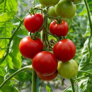 Tomate Matina - BIO